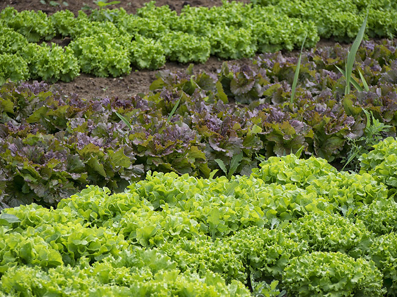 Wittenzellner KG Gartenbedarf